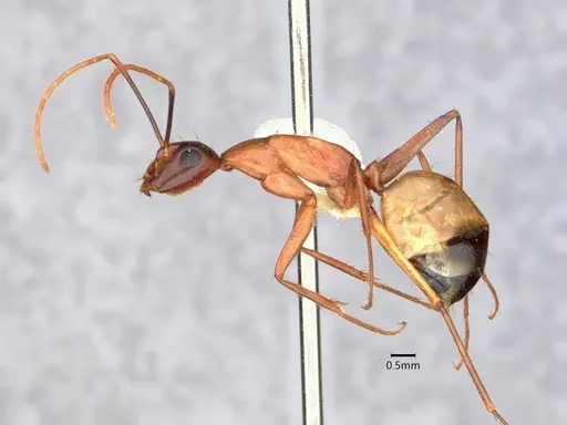 Camponotus ocreatus - CASENT0882186
