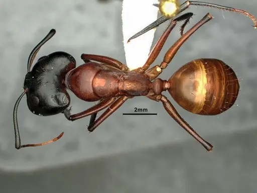 Camponotus ocreatus - CASENT0884090