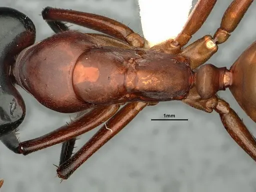 Camponotus ocreatus - CASENT0884090