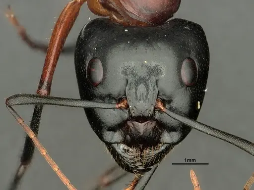 Camponotus ocreatus - CASENT0884090