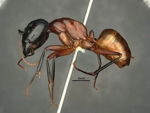 Camponotus ocreatus - CASENT0884090