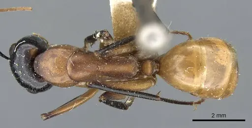 Camponotus ocreatus - CASENT0905194