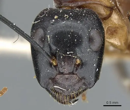 Camponotus ocreatus - CASENT0905194