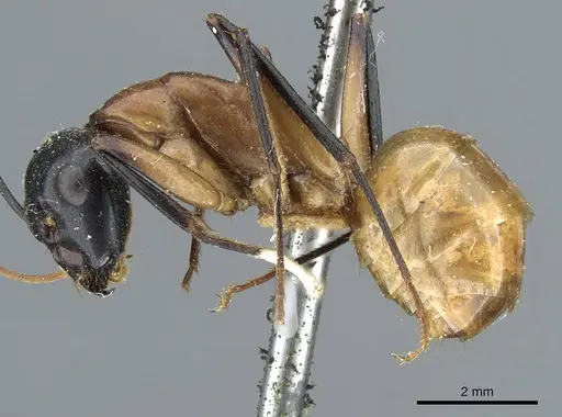 Camponotus ocreatus - CASENT0905194