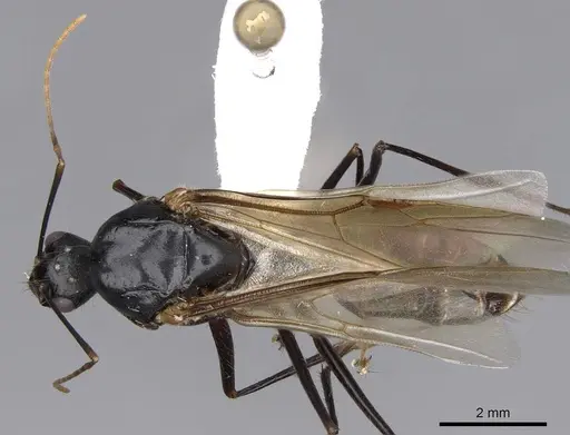 Camponotus ocreatus - CASENT0923091
