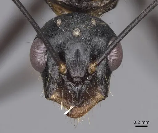 Camponotus ocreatus - CASENT0923091
