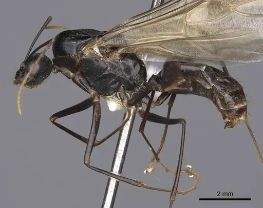 Camponotus ocreatus - CASENT0923091