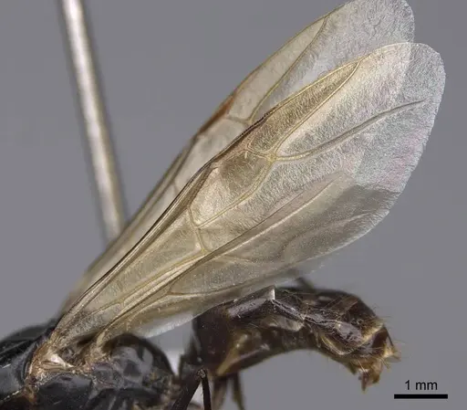 Camponotus ocreatus - CASENT0923091