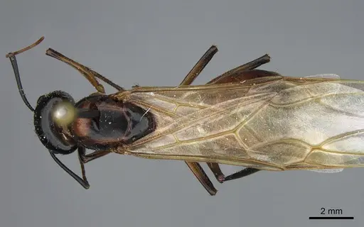 Camponotus ocreatus - CASENT0923693