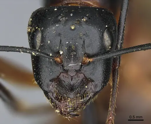 Camponotus ocreatus - CASENT0923693