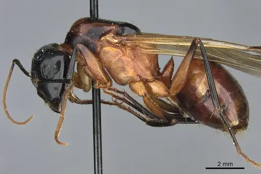 Camponotus ocreatus - CASENT0923693