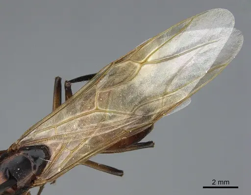 Camponotus ocreatus - CASENT0923693