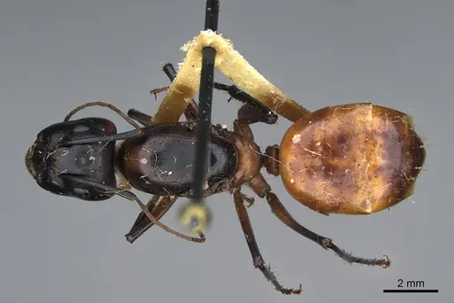 Camponotus ocreatus - CASENT0923694