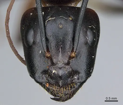 Camponotus ocreatus - CASENT0923694