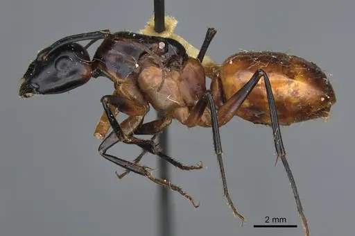 Camponotus ocreatus - CASENT0923694