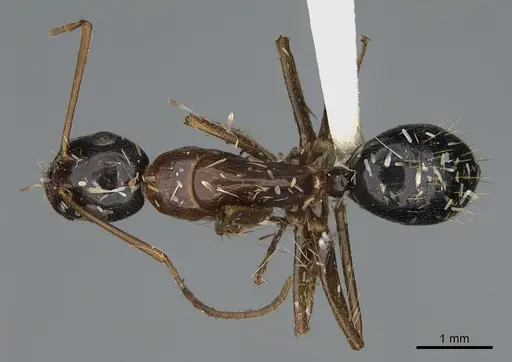 Camponotus ocreatus - CASENT0923695