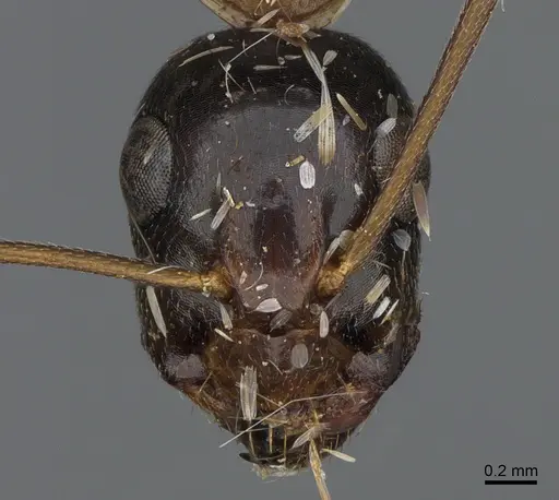 Camponotus ocreatus - CASENT0923695