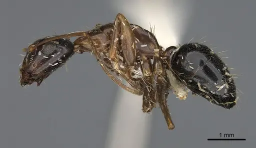 Camponotus ocreatus - CASENT0923695