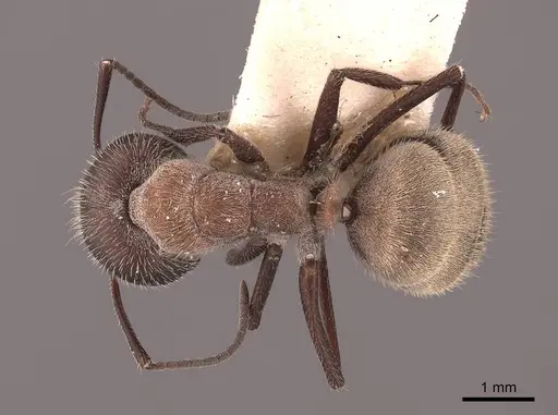 Camponotus ocreatus - FMNHINS0000062299