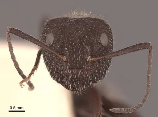 Camponotus ocreatus - FMNHINS0000062299