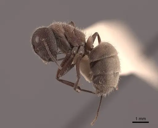 Camponotus ocreatus - FMNHINS0000062299