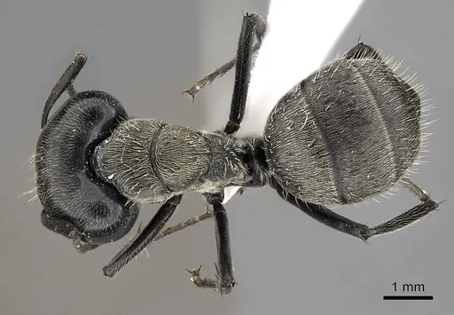 Camponotus oculatior specimen
