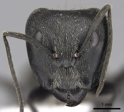 Camponotus oculatior specimen