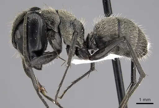 Camponotus oculatior specimen