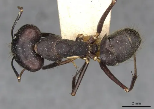 Camponotus odiosus specimen