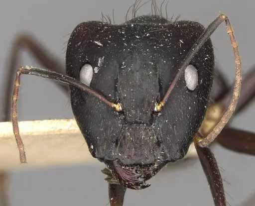 Camponotus odiosus specimen
