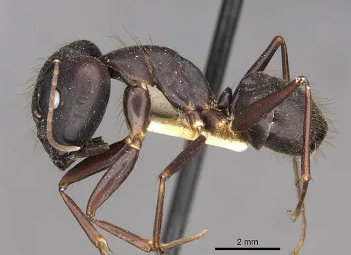 Camponotus odiosus specimen