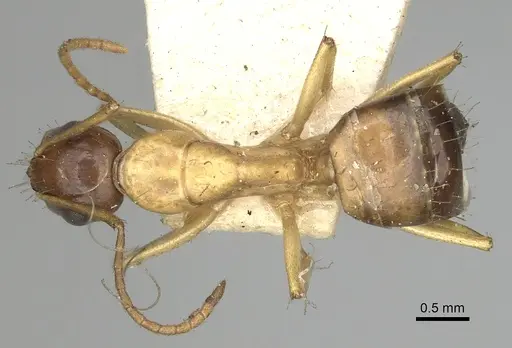 Camponotus oertzeni specimen