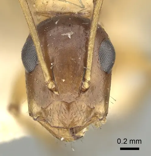 Camponotus oertzeni specimen