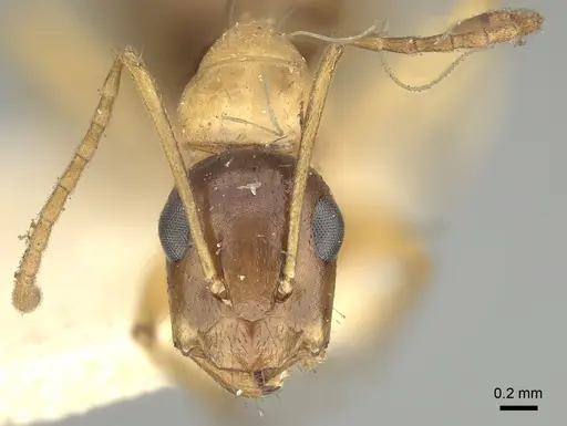 Camponotus oertzeni specimen