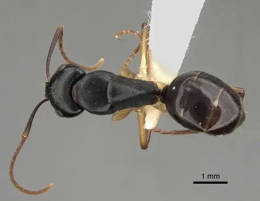 Camponotus oetkeri specimen