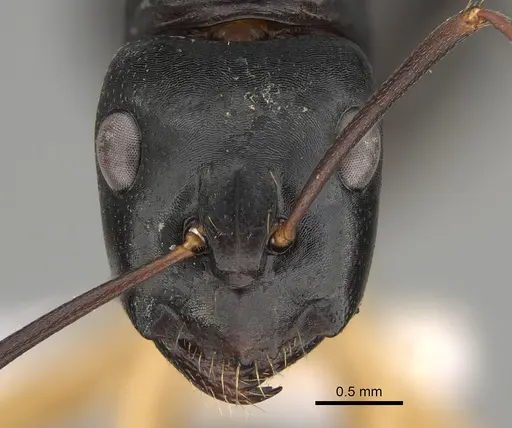 Camponotus oetkeri specimen