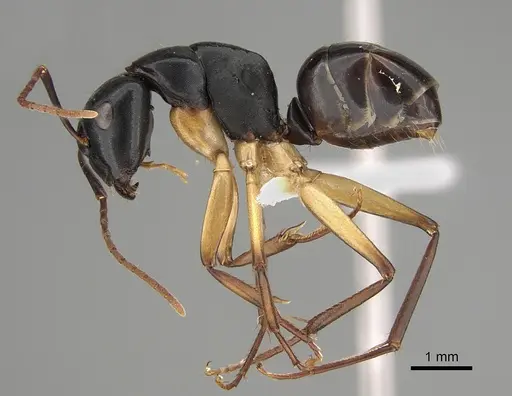 Camponotus oetkeri specimen