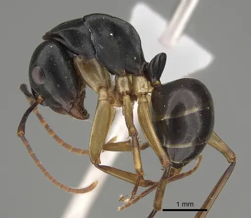 Camponotus oetkeri - CASENT0887718