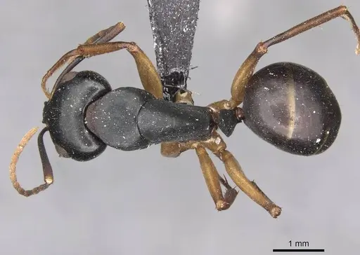 Camponotus oetkeri - CASENT0910395