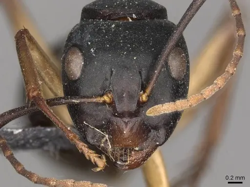 Camponotus oetkeri - CASENT0910395