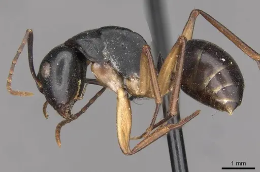 Camponotus oetkeri - CASENT0910395