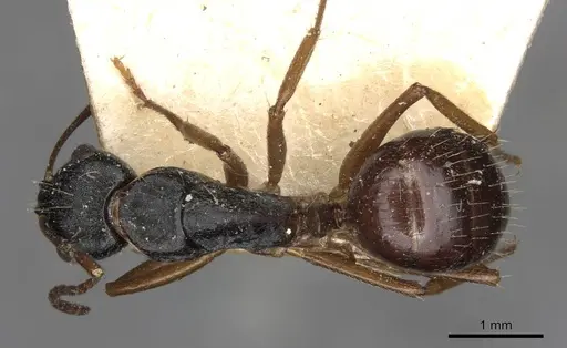 Camponotus oetkeri - CASENT0910396