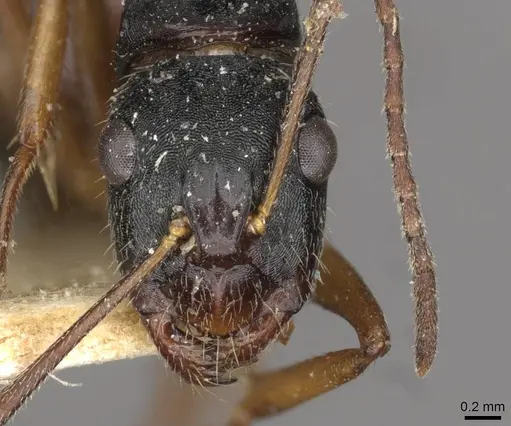 Camponotus oetkeri - CASENT0910396