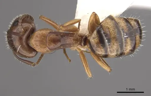 Camponotus ogasawarensis specimen