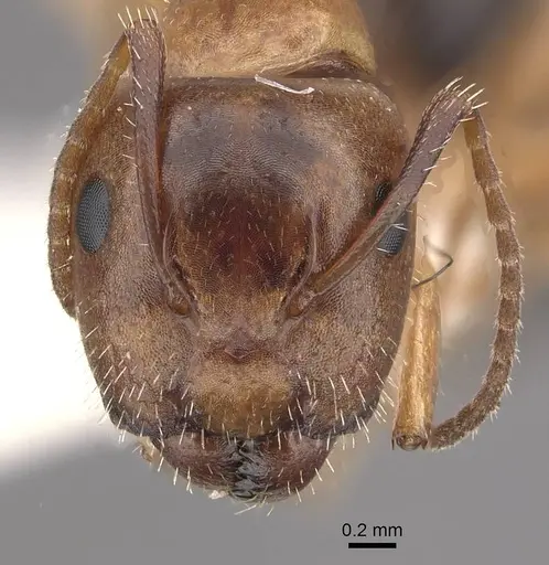 Camponotus ogasawarensis specimen