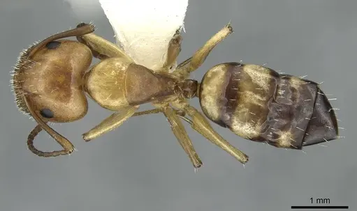 Camponotus ogasawarensis - CASENT0913703