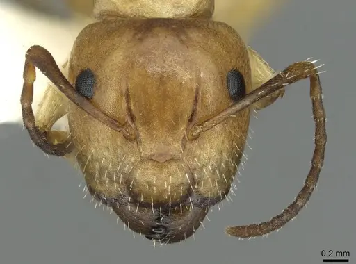 Camponotus ogasawarensis - CASENT0913703