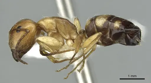 Camponotus ogasawarensis - CASENT0913703