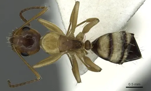 Camponotus ogasawarensis - CASENT0913704