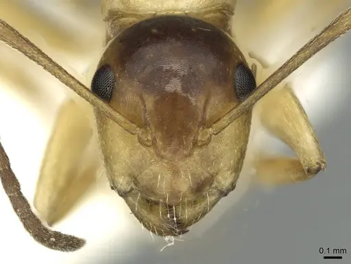 Camponotus ogasawarensis - CASENT0913704